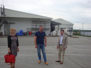 свині