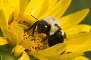 (ALL RIGHTS, ALL USES) Bumblebee on rosinweed flower. Photograph taken at The Nature Conservancy's Dahms Tract along the Central Platte River in Nebraska. PHOTO CREDIT: ©Chris Helzer/TNC