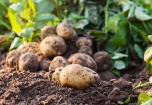shutterstock_609103565f