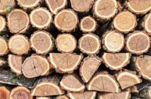 ukrayncev_zakarpatya_pryglashayut_na_konkurs_1547558903_613x405.1546875_3_0