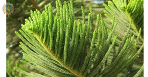 _1577531813_613x321.71631205674_3_0