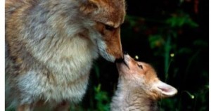 _1585665486_529x278_3_0_nw